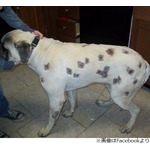 わんこにBB弾60発、痛ましい姿に悲しみや怒り