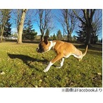 前脚2本で元気に走り回る子犬、生まれつきの障がいで&ldquo;重い決断&rdquo;。