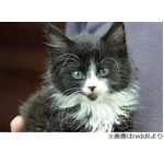 九死に一生得た猫&ldquo;ラッキー&rdquo;、車のエンジンルーム入り込み6キロ走行。