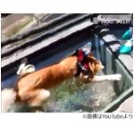 高所に怯える犬を笑う飼い主、ガラス床の展望台へ引きずっていく。