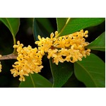 観光地の&ldquo;処女は無料&rdquo;で物議、関係者が明かしたキャンペーンの理由は。