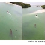 海でワニに追いかけられた男性、目撃者が撮影した一部始終映像が話題に。