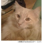 「空港で姿消した猫」はどこへ、不手際の航空会社に飼い主らが抗議活動。