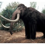 &ldquo;マンモスの子供&rdquo;が2028年までに誕生する可能性