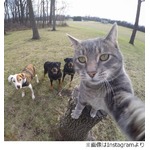 &ldquo;自撮りするにゃんこ&rdquo;が話題、仲間のにゃんこやわんこと撮影楽しむ。