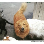 職場に&ldquo;忘れてきた&rdquo;愛犬の顔が&hellip;