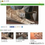 「週刊ニュース」看板ネコ急逝、テレ東の繁田美貴アナら涙の報告。