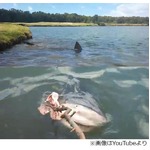 池に人食いザメが棲むゴルフ場、数年前に川の増水で迷い込み棲み着く。