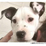 耳に&ldquo;もう一匹の自分&rdquo;がいるわんこ