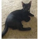 「猫盗んだかも」記憶なく謝罪、ネットに&ldquo;飼い主探してます&rdquo;と広告。