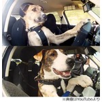 &ldquo;車を運転する犬&rdquo;特訓の目的、賢さアピールで引き取り増加に期待。