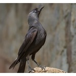 鳥は浮気が原因で&ldquo;離婚&rdquo;する、人間と同じだった