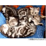 15匹出産した母猫の&ldquo;育児法&rdquo;、すべての子猫に大きな愛情を注ぐ。