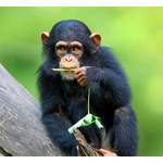 類人猿は&ldquo;ズバ抜けた記憶力&rdquo;の持ち主だった