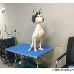 &ldquo;毛を刈りすぎたわんこ&rdquo;衝撃の姿が話題に