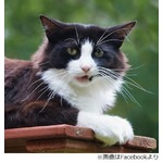 捨て猫解決へ猫が市長選出馬、注目浴びる&ldquo;タキシード党&rdquo;とは。