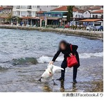 「一緒に写真」首掴み白鳥死ぬ、旅行者の写真がネット拡散で大炎上。