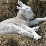 1頭の羊が宇宙人に誘拐された、「宇宙船に吸い込まれるのを見た」証言も。