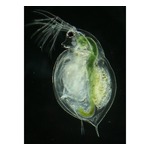 存在疑問視されたミジンコ、120年ぶりに発見