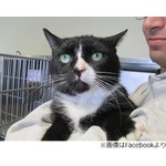 &ldquo;おなら&rdquo;が止まらなかった猫、引き取られて2日間で施設に戻される。