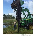 牧場の牛襲った巨大ワニを捕獲、体長6メートル＆体重は360キロ。