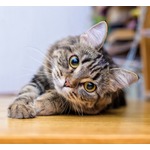 &ldquo;猫の声&rdquo;翻訳アプリ、Amazon出身エンジニアが開発