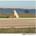 事故死した&ldquo;友&rdquo;に寄り添う犬、目撃者「まるで彫像のようにじっと」。