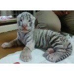 ホワイトタイガーの赤ちゃんがすくすく成長、那須サファリパークで。
