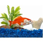 水道代節約で孫の観賞魚食う、不在の間に醤油煮込みにしてペロリ。