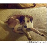 殺処分のガス室生き残った犬、&ldquo;2度目のチャンス&rdquo;に引き取り希望殺到。