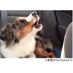 &ldquo;レリゴー&rdquo;が大好きなわんこ、曲のイントロが流れるとすぐに反応。