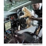 パトカーを運転しようとした猫、ハンドルに肉球乗せ「出発にゃー」。