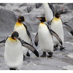 ペンギンに&ldquo;宇宙人の可能性&rdquo;が浮上