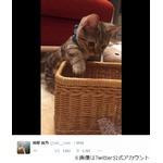 飼い主よりカワイイ？ 指原の猫、キュートな写真の数々に絶賛の声。