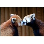 大の仲良しレッサーパンダ兄妹、那須どうぶつ王国で1歳のお誕生日会。