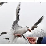 カモメは&ldquo;人間観察&rdquo;しながら自分のエサ選択