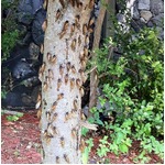 &ldquo;G&rdquo;にも似た大量の素数ゼミ、今年は米ミズーリ州で13年周期ゼミ大発生。