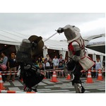 西洋甲冑まとった騎士がバトル、アジア最大級のアーマーバトルイベント。