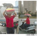 頭上にワンコのせてバイク通勤、警察からは「やめなさい」と注意。