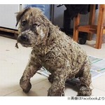 接着剤で固められた子犬