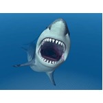 サメに襲われる確率に男女差、男性のほうが9倍も危険性が高い？