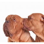 彼氏の&ldquo;激しいキス&rdquo;で鼓膜破れる