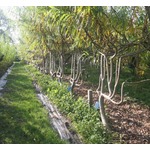 &ldquo;イスを収穫する&rdquo;農場