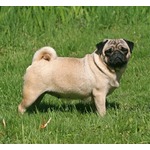 犬には&ldquo;5種類の性格&rdquo;があった、犬と飼い主の理想的な組み合わせが分かるように