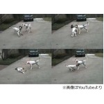 秀逸な犬の&ldquo;死んだフリ&rdquo;動画が話題に、体を硬直させパタリと倒れる。