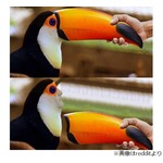 オオハシのくちばしが外れたら&hellip;&hellip;