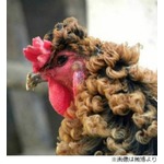 珍しい&ldquo;天然パーマ&rdquo;ニワトリ、ほかのニワトリよりも性格は好戦的。
