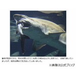 &ldquo;サメがサメを&rdquo;事件のその後、咬まれたネムリブカは助からず。