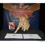 マーベル&ldquo;天才ネコ&rdquo;のインタビュー映像解禁