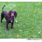 ベッカム夫妻のドッグトレーナーは時給4200円